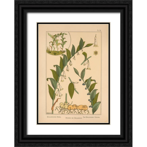 Plate 34 - Solomons Seal Black Ornate Wood Framed Art Print with Double Matting by Vintage Apple Collection