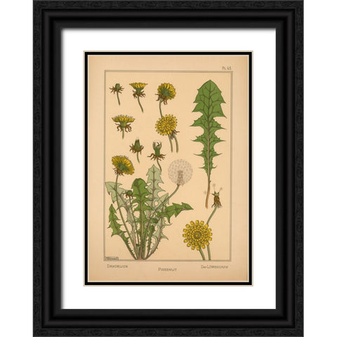 Plate 43 - Dandelion Black Ornate Wood Framed Art Print with Double Matting by Vintage Apple Collection