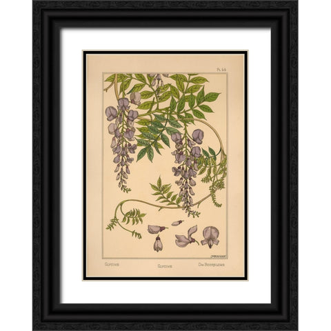 Plate 46 - Glycine Black Ornate Wood Framed Art Print with Double Matting by Vintage Apple Collection