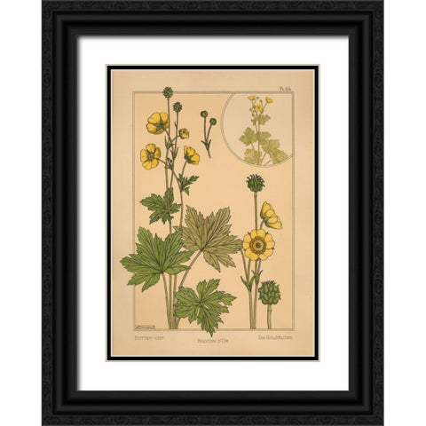 Plate 64 - Butter-cup Black Ornate Wood Framed Art Print with Double Matting by Vintage Apple Collection