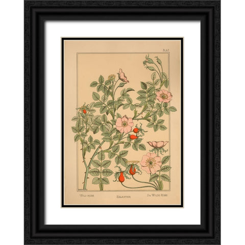 Plate 67 - Wild Rose Black Ornate Wood Framed Art Print with Double Matting by Vintage Apple Collection