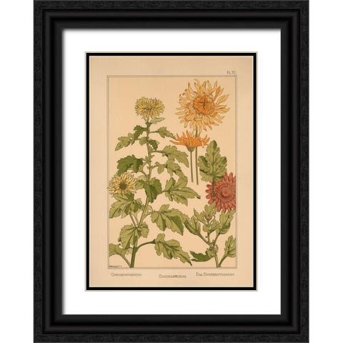 Plate 70 - Chrysanthemum Black Ornate Wood Framed Art Print with Double Matting by Vintage Apple Collection
