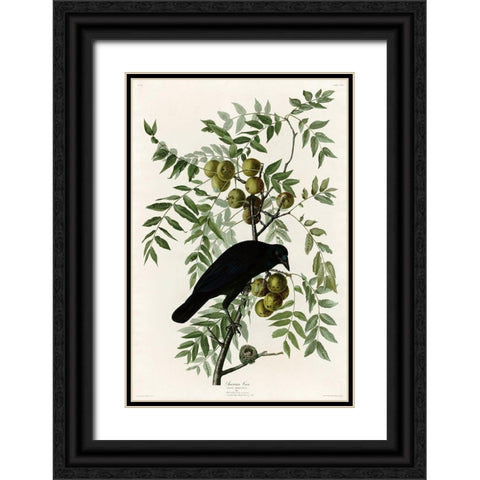 American Crow Black Ornate Wood Framed Art Print with Double Matting by Vintage Apple Collection