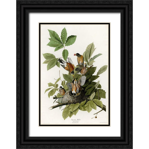 American Robin Black Ornate Wood Framed Art Print with Double Matting by Vintage Apple Collection