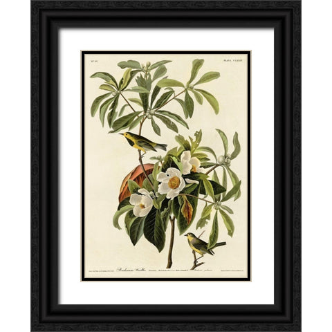 Bachmans Warbler Black Ornate Wood Framed Art Print with Double Matting by Vintage Apple Collection