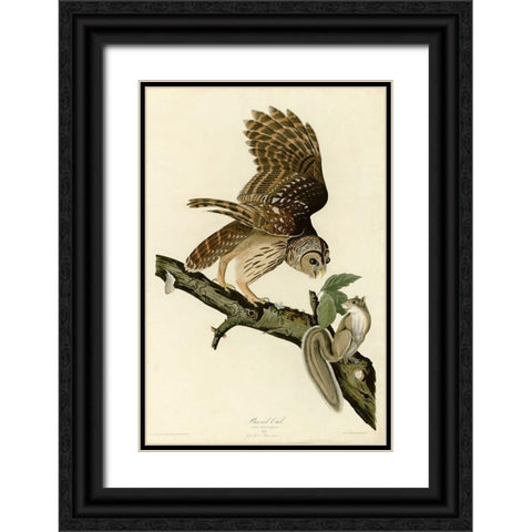 Barred Owl Black Ornate Wood Framed Art Print with Double Matting by Vintage Apple Collection