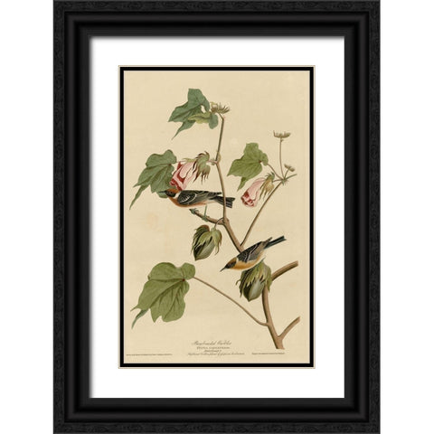 Bay Breasted Warbler Black Ornate Wood Framed Art Print with Double Matting by Vintage Apple Collection