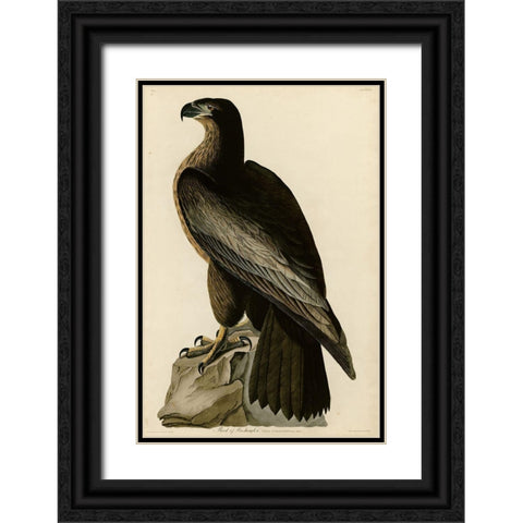 Birdofwashington Black Ornate Wood Framed Art Print with Double Matting by Vintage Apple Collection