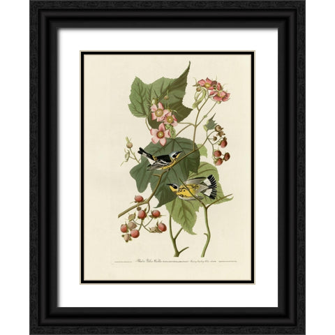 Black And Yellow Warblers Black Ornate Wood Framed Art Print with Double Matting by Vintage Apple Collection