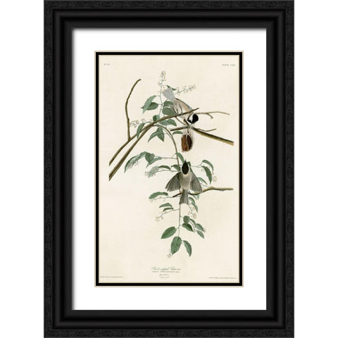 Black Capped Titmouse Black Ornate Wood Framed Art Print with Double Matting by Vintage Apple Collection