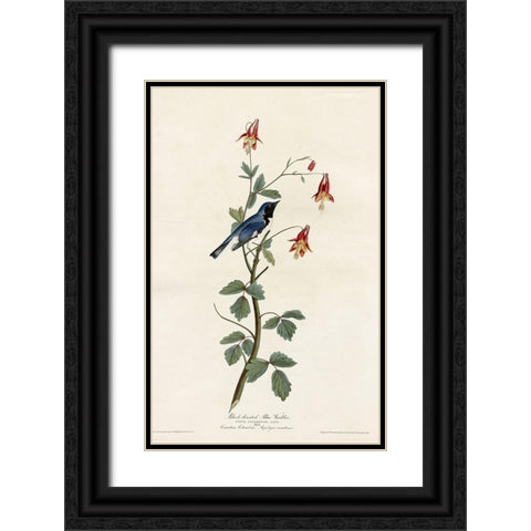 Black Throated Blue Warbler Black Ornate Wood Framed Art Print with Double Matting by Vintage Apple Collection