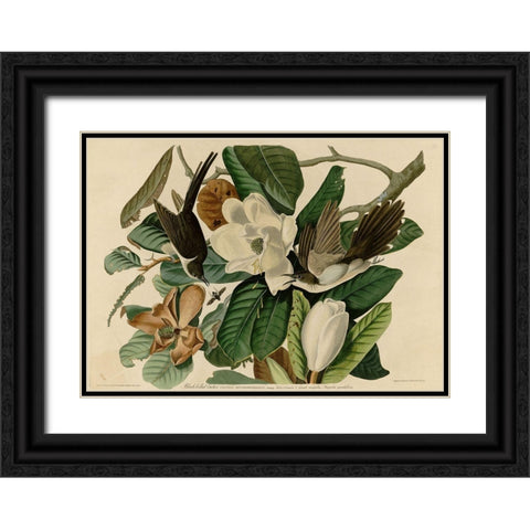 Blackbilled Cuckoo Black Ornate Wood Framed Art Print with Double Matting by Vintage Apple Collection
