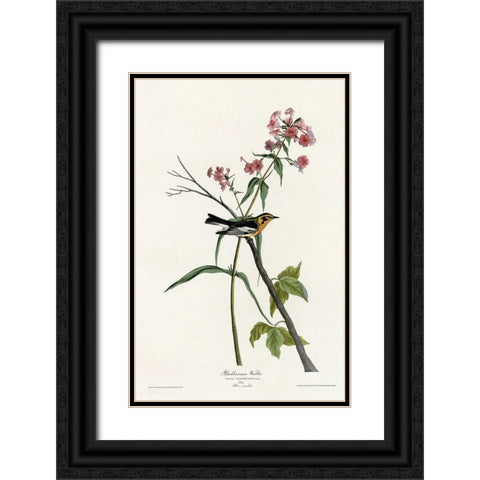 Blackburnian Warbler Black Ornate Wood Framed Art Print with Double Matting by Vintage Apple Collection