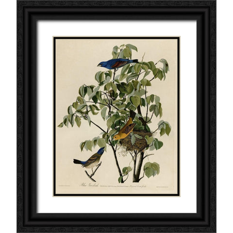 Blue Grosbeak Black Ornate Wood Framed Art Print with Double Matting by Vintage Apple Collection