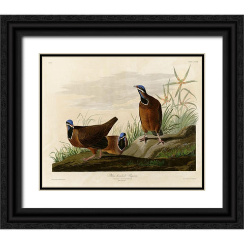Blue Headed Pigeon Black Ornate Wood Framed Art Print with Double Matting by Vintage Apple Collection