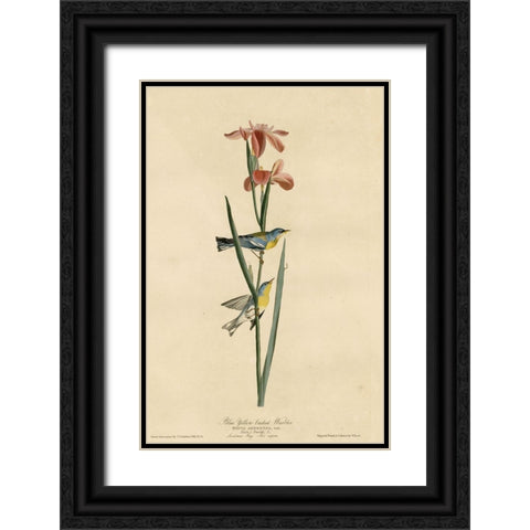 Blue Yellowbacked Warbler Black Ornate Wood Framed Art Print with Double Matting by Vintage Apple Collection