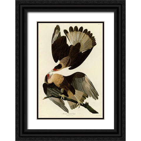 Brasilian Caracara Eagle Black Ornate Wood Framed Art Print with Double Matting by Vintage Apple Collection