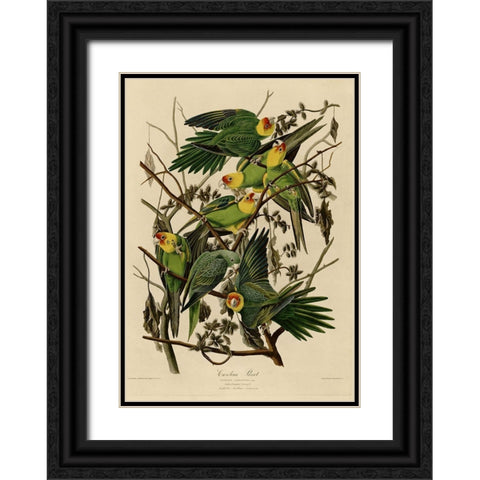 Carolina Parrot Black Ornate Wood Framed Art Print with Double Matting by Vintage Apple Collection
