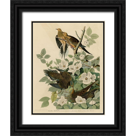 Carolina Turtledove Black Ornate Wood Framed Art Print with Double Matting by Vintage Apple Collection