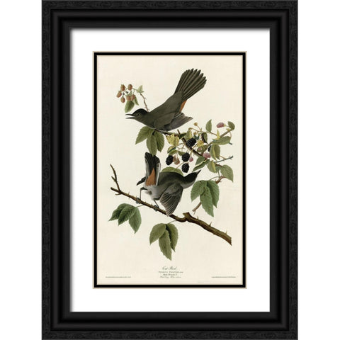 Catbird Black Ornate Wood Framed Art Print with Double Matting by Vintage Apple Collection