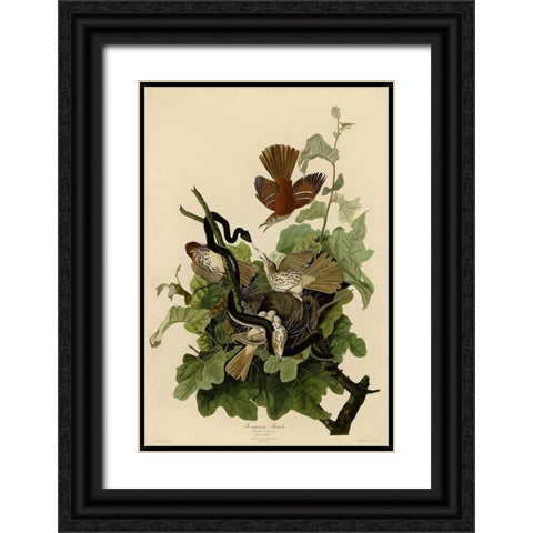 Ferruginous Thrush Black Ornate Wood Framed Art Print with Double Matting by Vintage Apple Collection