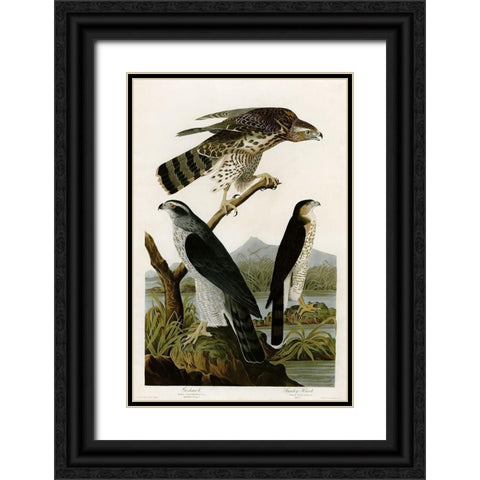 Goshawk Stanley Hawk Black Ornate Wood Framed Art Print with Double Matting by Vintage Apple Collection