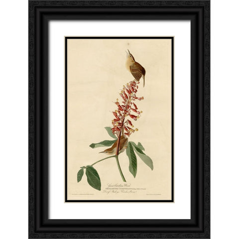 Great Carolina Wren Black Ornate Wood Framed Art Print with Double Matting by Vintage Apple Collection