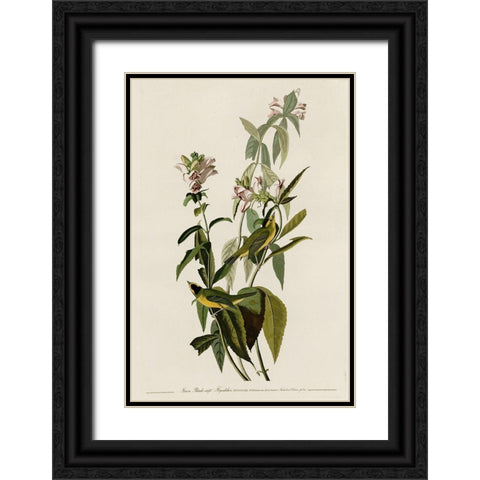 Greenblack-Capt Flycatcher Black Ornate Wood Framed Art Print with Double Matting by Vintage Apple Collection