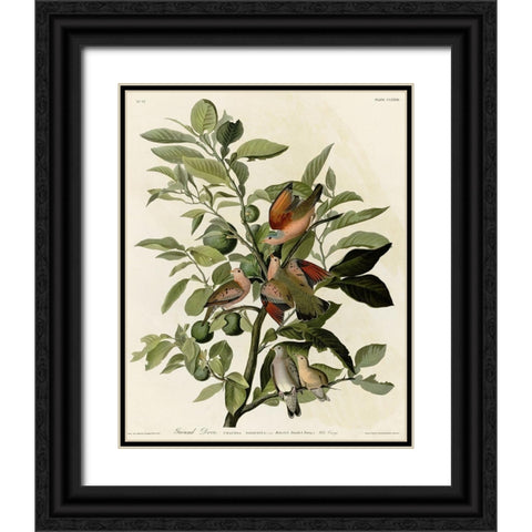 Ground Dove Black Ornate Wood Framed Art Print with Double Matting by Vintage Apple Collection