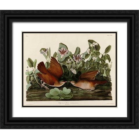 Key West Dove Black Ornate Wood Framed Art Print with Double Matting by Vintage Apple Collection