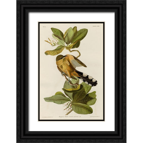 Mangrove Cuckoo Black Ornate Wood Framed Art Print with Double Matting by Vintage Apple Collection