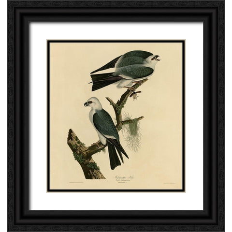 Mississippi Kite Black Ornate Wood Framed Art Print with Double Matting by Vintage Apple Collection