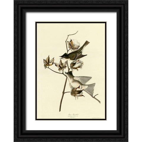 Pewit Flycatcher Black Ornate Wood Framed Art Print with Double Matting by Vintage Apple Collection