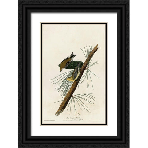 Pine Creeping Warbler Black Ornate Wood Framed Art Print with Double Matting by Vintage Apple Collection