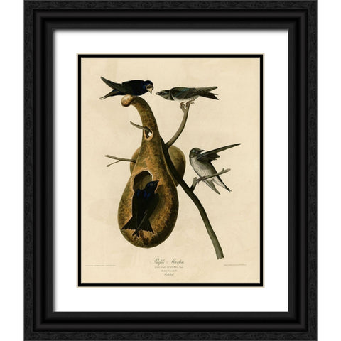 Purple Martin Black Ornate Wood Framed Art Print with Double Matting by Vintage Apple Collection