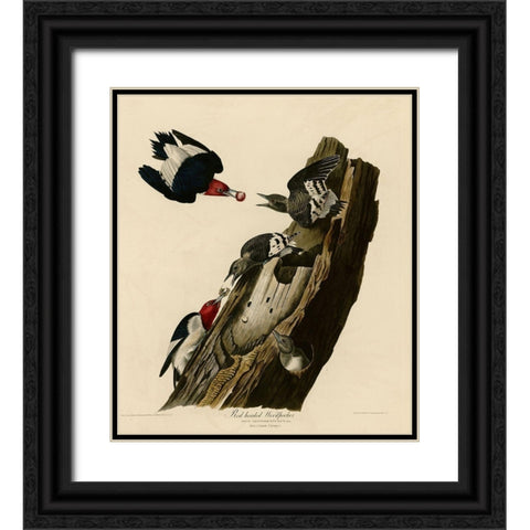 Red Headed Woodpecker Black Ornate Wood Framed Art Print with Double Matting by Vintage Apple Collection
