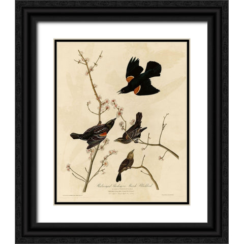 Redwinged Starling Black Ornate Wood Framed Art Print with Double Matting by Vintage Apple Collection