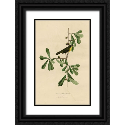 Roscoesyellow Throat Black Ornate Wood Framed Art Print with Double Matting by Vintage Apple Collection