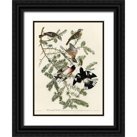 Rose Breasted Grosbeak Black Ornate Wood Framed Art Print with Double Matting by Vintage Apple Collection