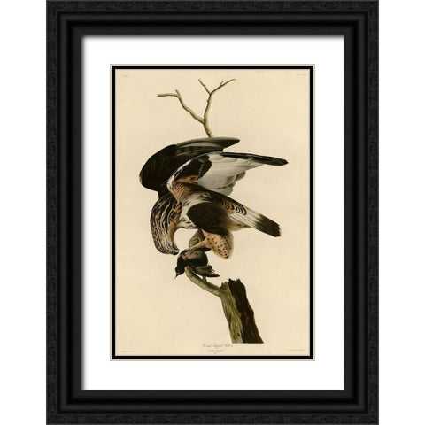 Rough Legged Falcon Black Ornate Wood Framed Art Print with Double Matting by Vintage Apple Collection