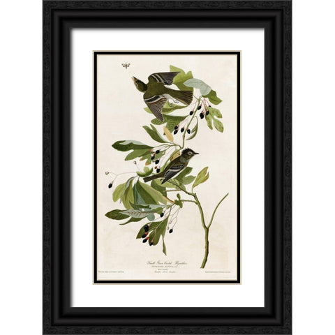 Small Green Crested Flycatcher Black Ornate Wood Framed Art Print with Double Matting by Vintage Apple Collection