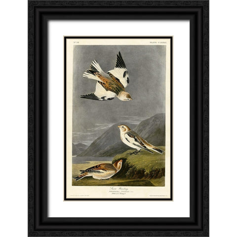 Snow Bunting Black Ornate Wood Framed Art Print with Double Matting by Vintage Apple Collection