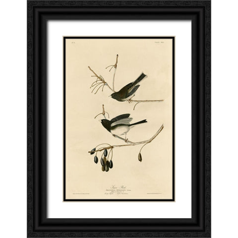 Snowbird Black Ornate Wood Framed Art Print with Double Matting by Vintage Apple Collection