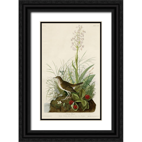Tawny Thrush Black Ornate Wood Framed Art Print with Double Matting by Vintage Apple Collection