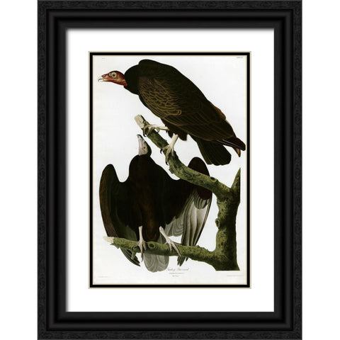 Turkey Buzzard Black Ornate Wood Framed Art Print with Double Matting by Vintage Apple Collection