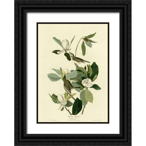 Warbling Flycatcher Black Ornate Wood Framed Art Print with Double Matting by Vintage Apple Collection