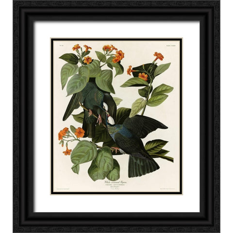 White Crowned Pigeon Black Ornate Wood Framed Art Print with Double Matting by Vintage Apple Collection
