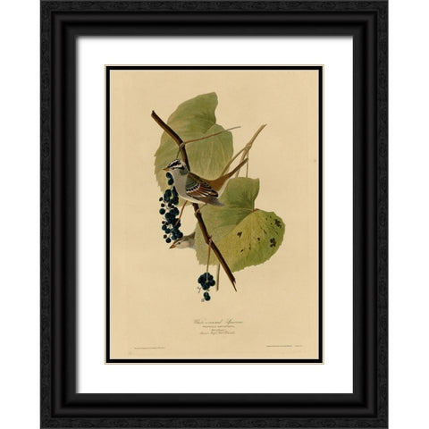 White Crowned Sparrow Black Ornate Wood Framed Art Print with Double Matting by Vintage Apple Collection