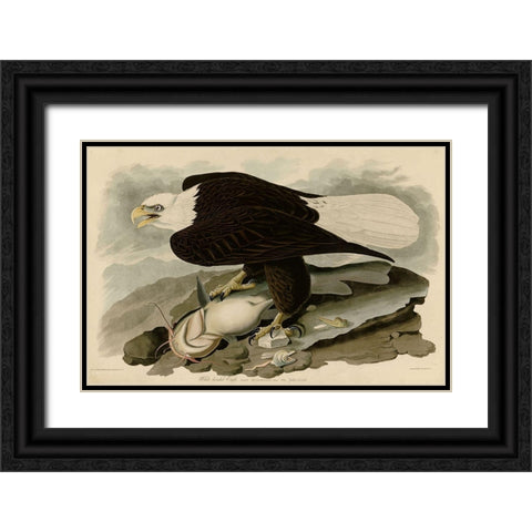 White Headed Eagle Black Ornate Wood Framed Art Print with Double Matting by Vintage Apple Collection