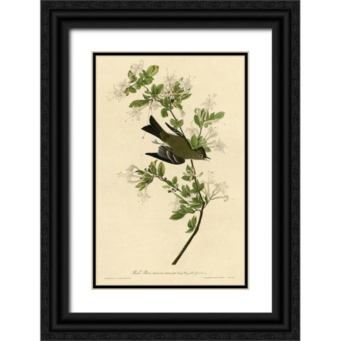 Wood Pewee Black Ornate Wood Framed Art Print with Double Matting by Vintage Apple Collection